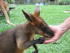 113 Port Douglas Wildlife Habitat
